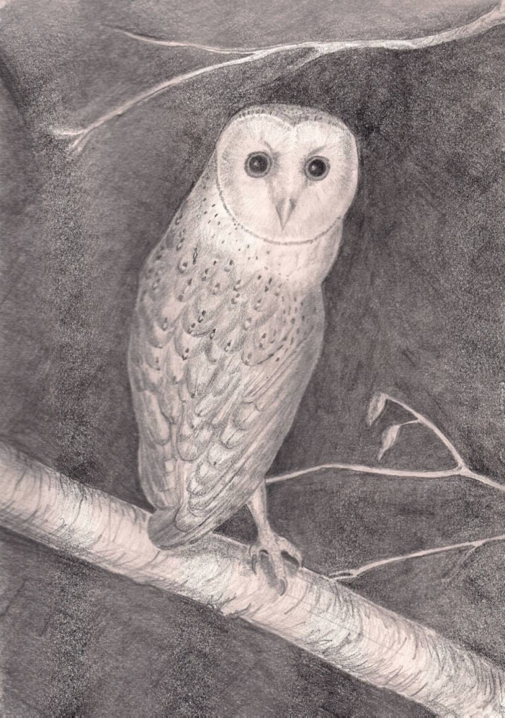 Disegno a matita - Barbagianni